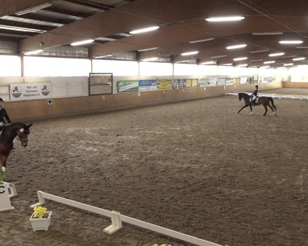 Reitturnier Hildesheim-Steuerwald 2023