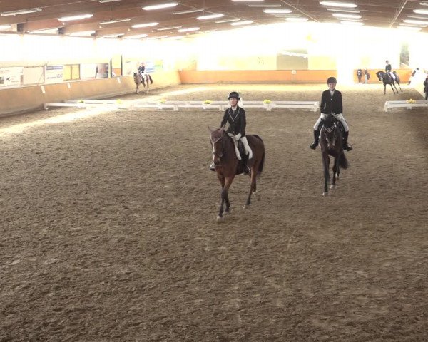 Reitturnier Hildesheim-Steuerwald 2023