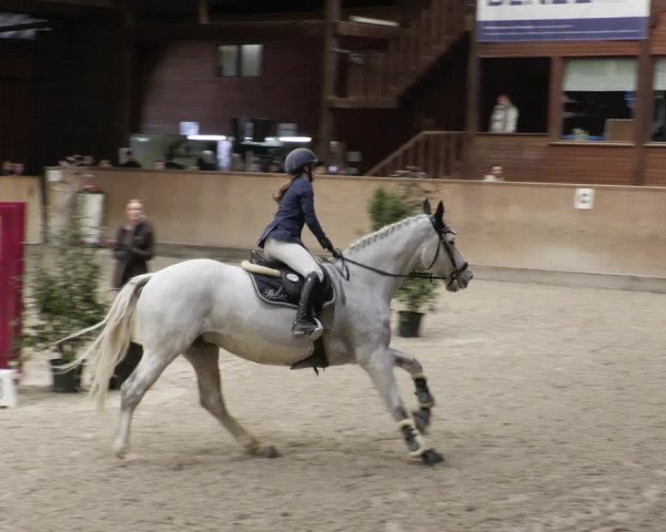 Reitturnier Mannheim-Neckarau 2023