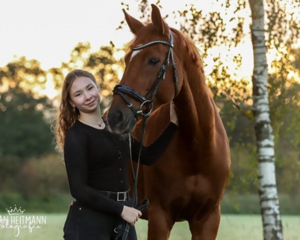 Springpferd Dunville N (Oldenburger Springpferd, 2014, von Tailormade's Diarado's Boy 256 FIN)