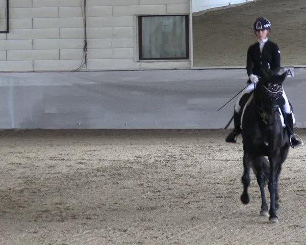 Reitturnier Zweibrücken-Landgestüt / Halle 2023