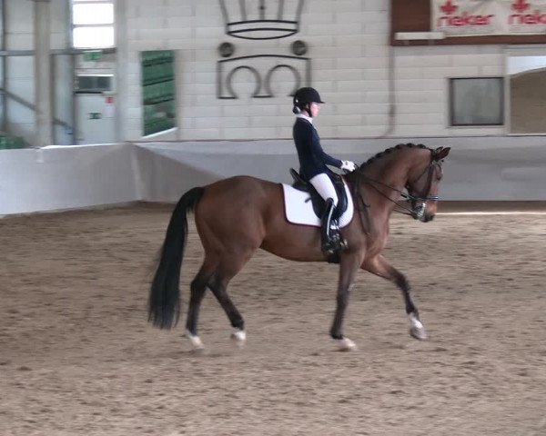 Reitturnier Zweibrücken-Landgestüt / Halle 2023
