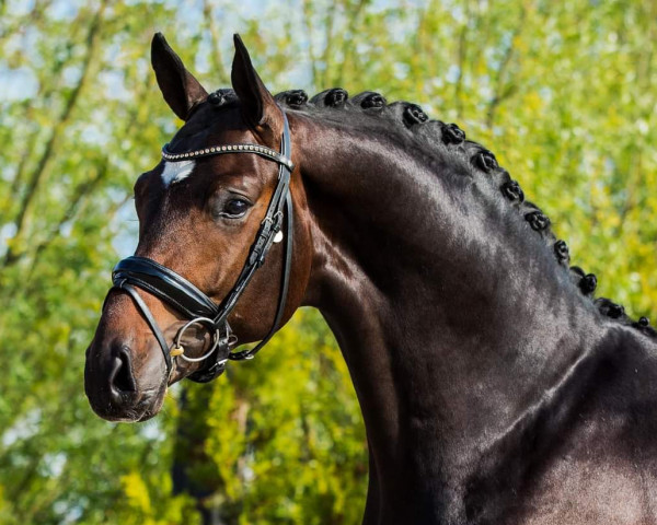 horse Fendi (Hanoverian, 2019, from Foundation 2)