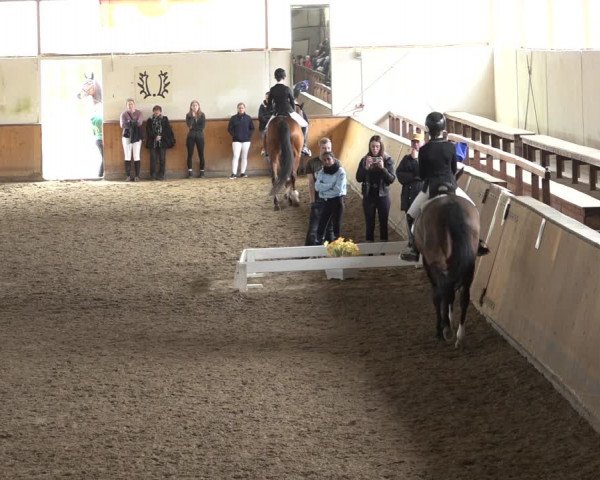 Reitturnier Hildesheim-Steuerwald 2023