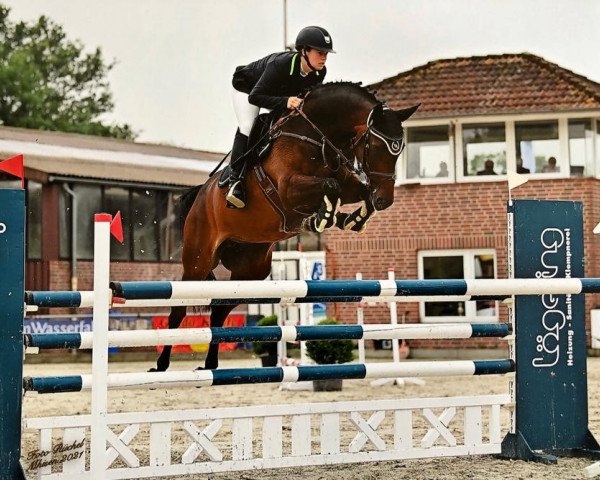 broodmare Delisa 4 (Westphalian, 2015, from Tailormade's Diarado's Boy 256 FIN)