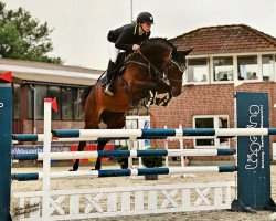 Zuchtstute Delisa 4 (Westfale, 2015, von Tailormade's Diarado's Boy 256 FIN)