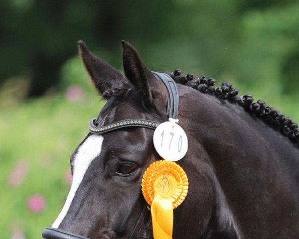 Dressurpferd Licaro 3 (Westfale, 2007, von Licotus)