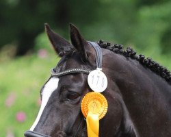 Dressurpferd Licaro 3 (Westfale, 2007, von Licotus)
