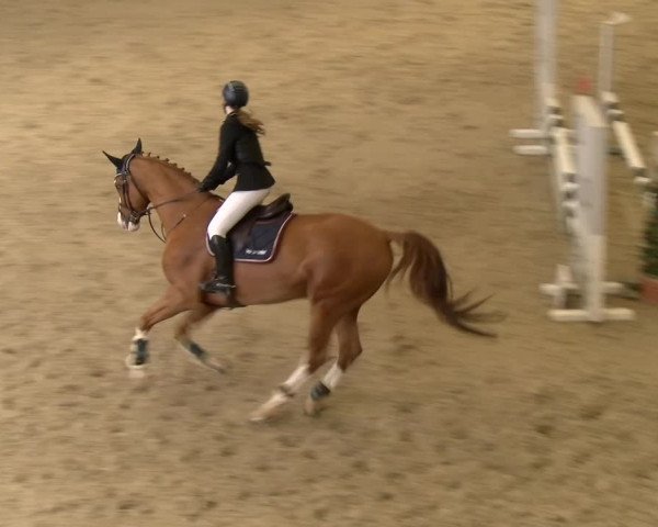 Reitturnier Schaffhausen 2023