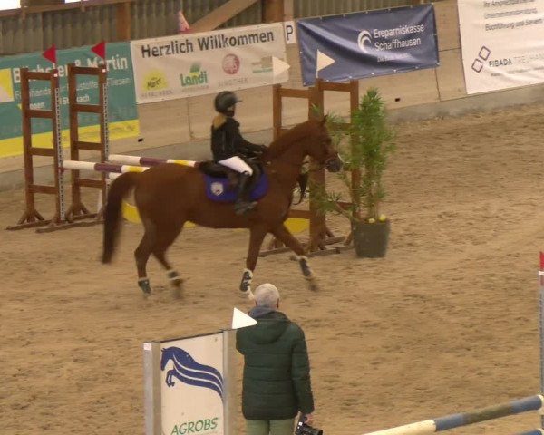 Reitturnier Schaffhausen 2023