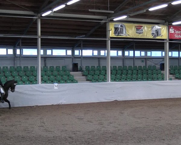 Reitturnier Zweibrücken-Landgestüt / Halle 2023