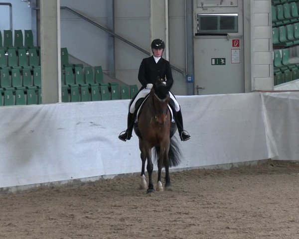 Reitturnier Zweibrücken-Landgestüt / Halle 2023