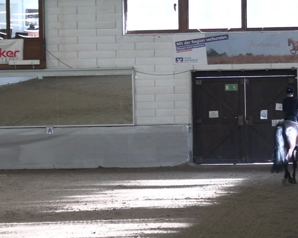 Reitturnier Zweibrücken-Landgestüt / Halle 2023