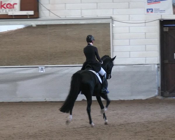 Reitturnier Zweibrücken-Landgestüt / Halle 2023