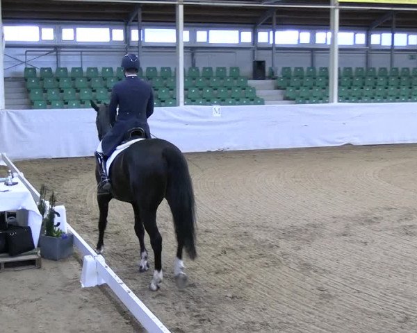 Reitturnier Zweibrücken-Landgestüt / Halle 2023
