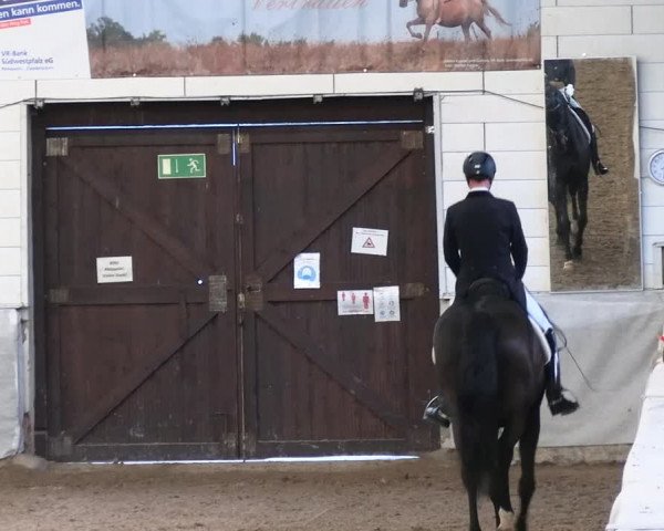 Reitturnier Zweibrücken-Landgestüt / Halle 2023