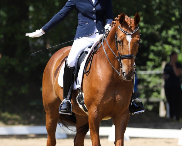 dressage horse Doreen 277 (Hanoverian, 2008, from Don Henrico)