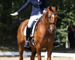 dressage horse Doreen 277 (Hanoverian, 2008, from Don Henrico)