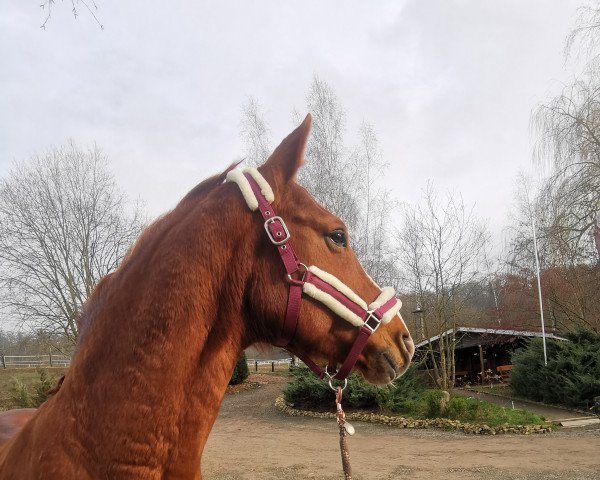 horse Holiday in (Hanoverian, 2008, from Hoftanz)