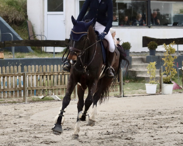 jumper Panamera T (German Sport Horse, 2016, from Pessoa VDL)