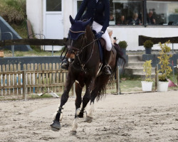 jumper Panamera T (German Sport Horse, 2016, from Pessoa VDL)