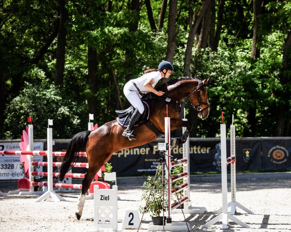 Springpferd Ciri's Connor (Holsteiner, 2016, von Connor 48)