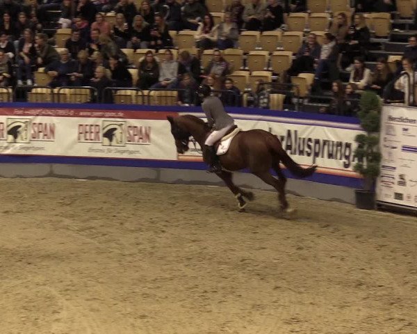 FEI Reitturnier Neumünster (GER) 2021