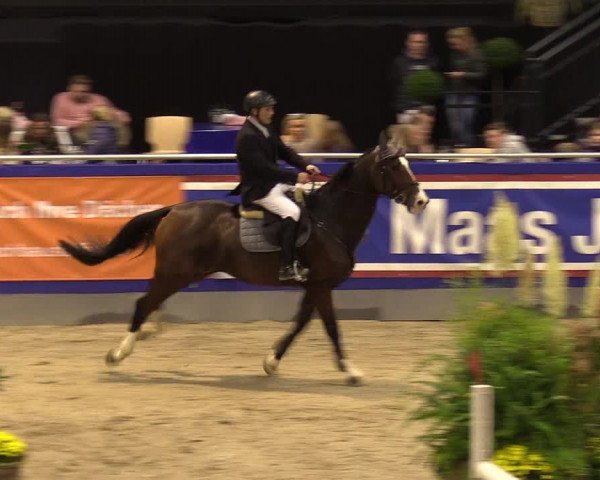 FEI Reitturnier Neumünster (GER) 2021