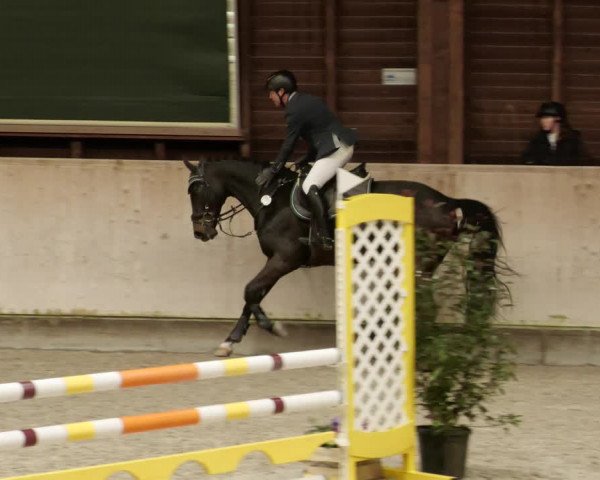 Reitturnier Mannheim-Neckarau 2023