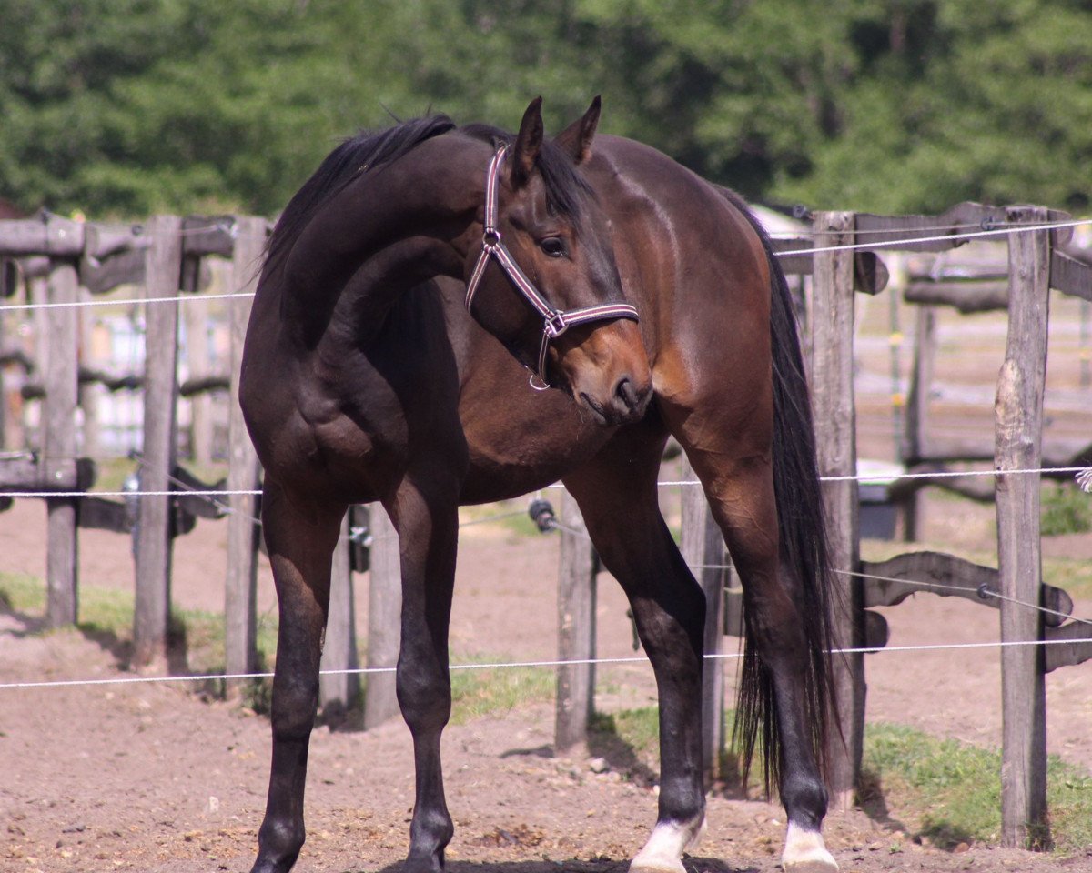 Springpferd Poker (Trakehner, 2019, von Undercover)