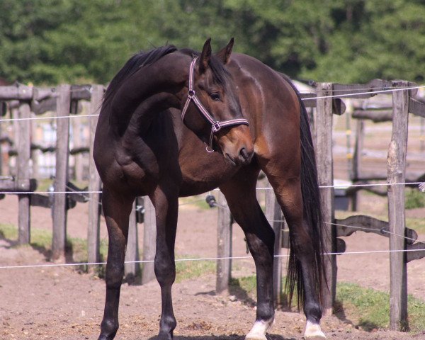 jumper Poker (Trakehner, 2019, from Undercover)