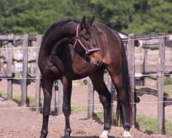 jumper Poker (Trakehner, 2019, from Undercover)