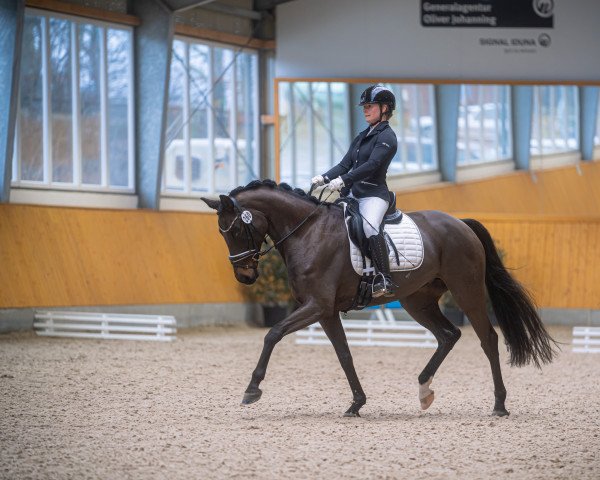dressage horse Dear Darling 11 (Hanoverian, 2015, from Diamond Hit) dressage horse Dear Darling 11 (Hanoverian, 2015, from Diamond Hit)