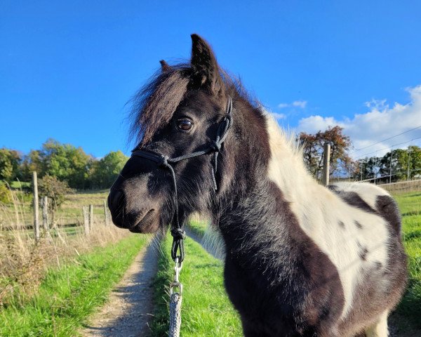 horse Bachelor vom Landhof (Shetland pony (under 87 cm), 2019, from Braveheart of Dream Fields)