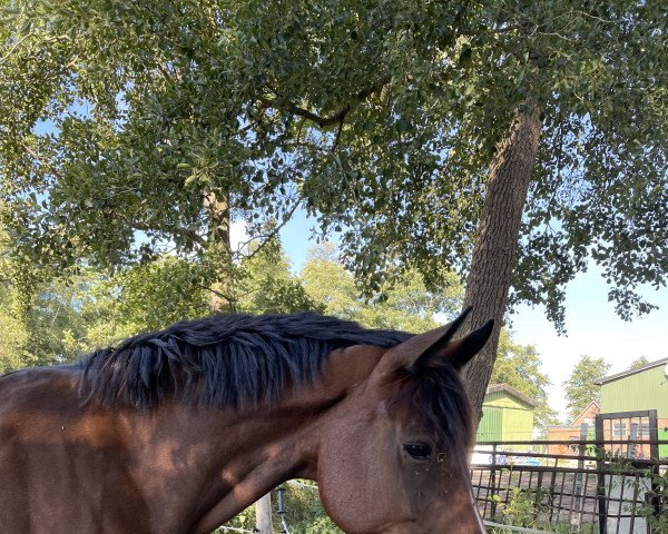 broodmare Jolie Petite Fille (Holsteiner, 2016, from Crunch 3)