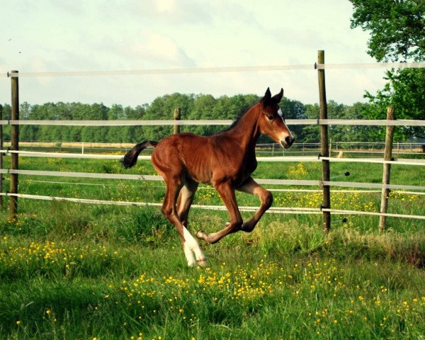 horse C‘est le top du top (Holsteiner, 2022, from Cascadello)