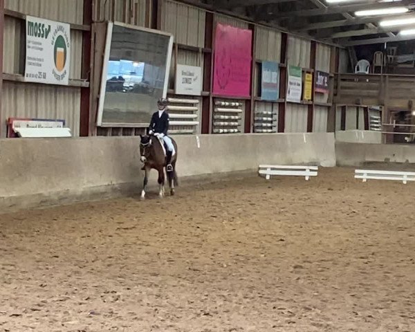 Reitturnier Springe 2023