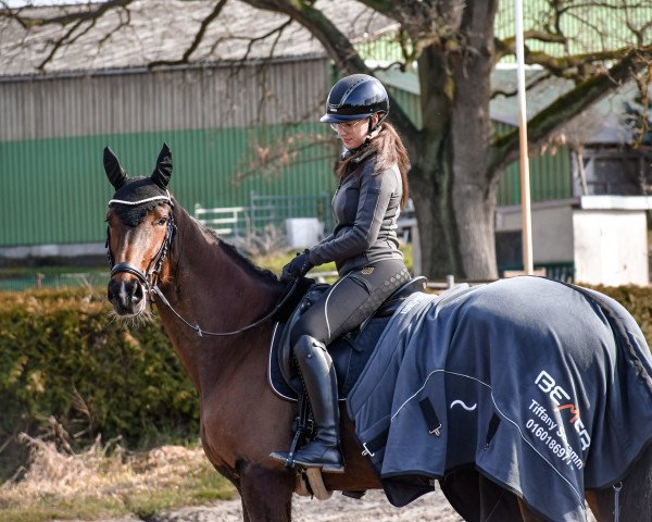 horse Go Go Balia (KWPN (Royal Dutch Sporthorse), 2011, from Aqiedo)