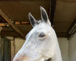 broodmare Courtens Tulip (Connemara Pony, 2010, from Oisin Schueracher)