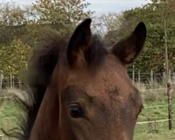 horse Eddisson K (Hanoverian, 2022, from Ellis NRW)