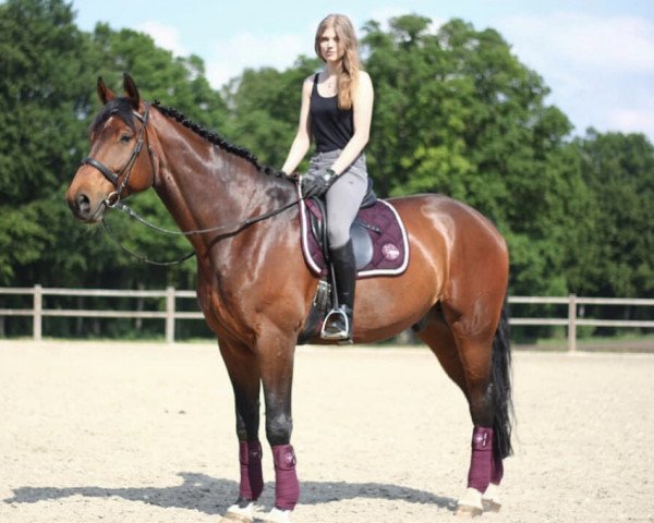 dressage horse Fernando 685 (Westphalian, 2008, from Flatley 2)