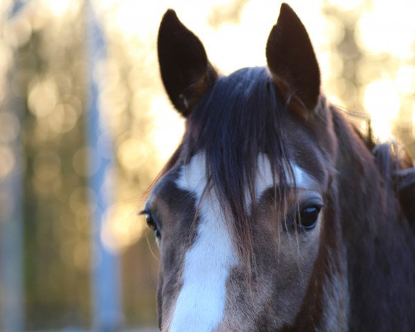 Zuchtstute Reitland's feines Gold (Deutsches Reitpony, 2020, von Reitland's Du oder Keiner)