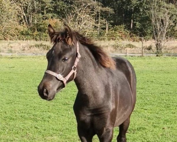 horse Fazio DEquiC (New Forest Pony, 2022, from El Diego des Etoiles)