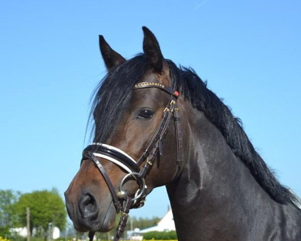 dressage horse D-Fender (German Riding Pony, 2017, from D-Day AT)