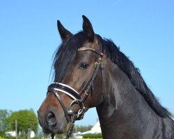 dressage horse D-Fender (German Riding Pony, 2017, from D-Day AT)