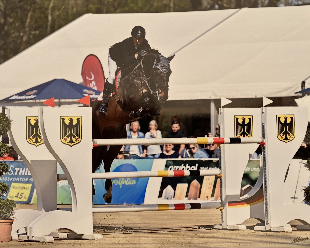 Springpferd Zinordanos (Westfale, 2013, von Zento)
