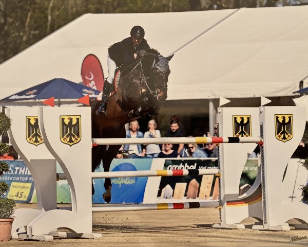 Springpferd Zinordanos (Westfale, 2013, von Zento)