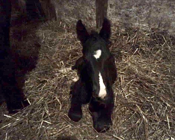 stallion Exkalibur (Sachs-door. Heavy Warmbl., 2023, from Empire)