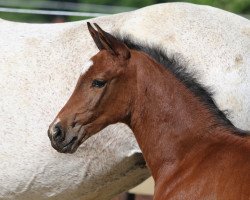 Pferd Baloucento S (Oldenburger Springpferd, 2022, von Balou Star)