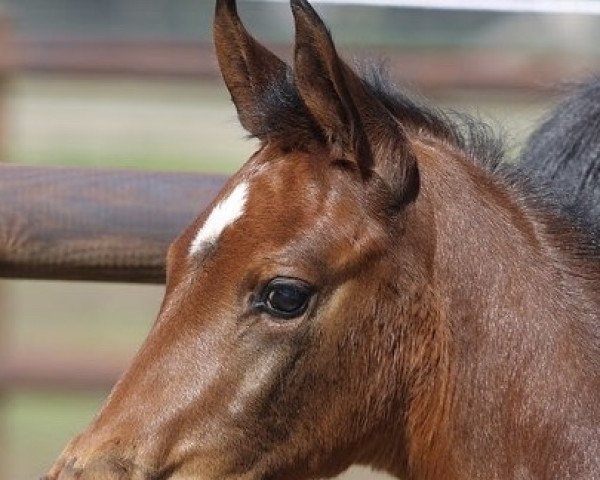 Pferd Charlou S (Oldenburger Springpferd, 2022, von Charthago Blue OLD)